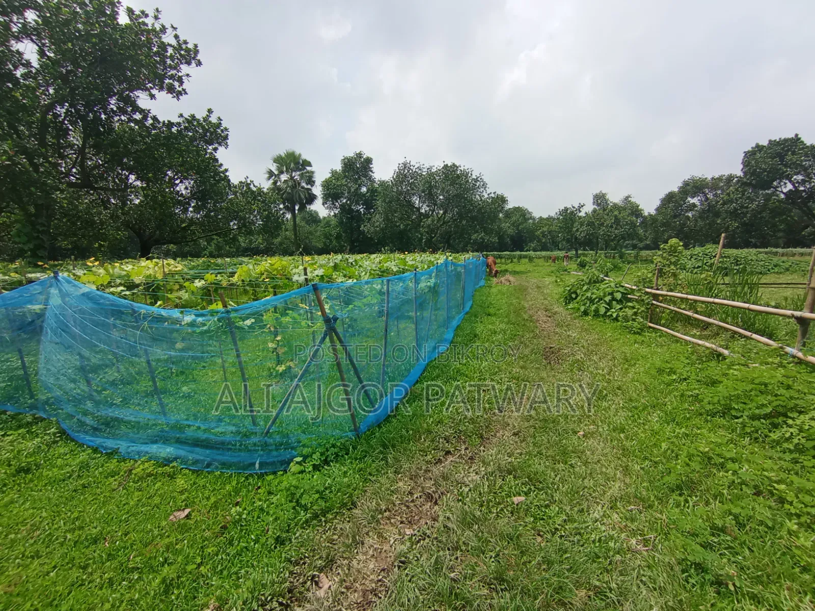 জমি বিক্রি হবে নামমাত্র মূল্যে ইমারজেন্সি