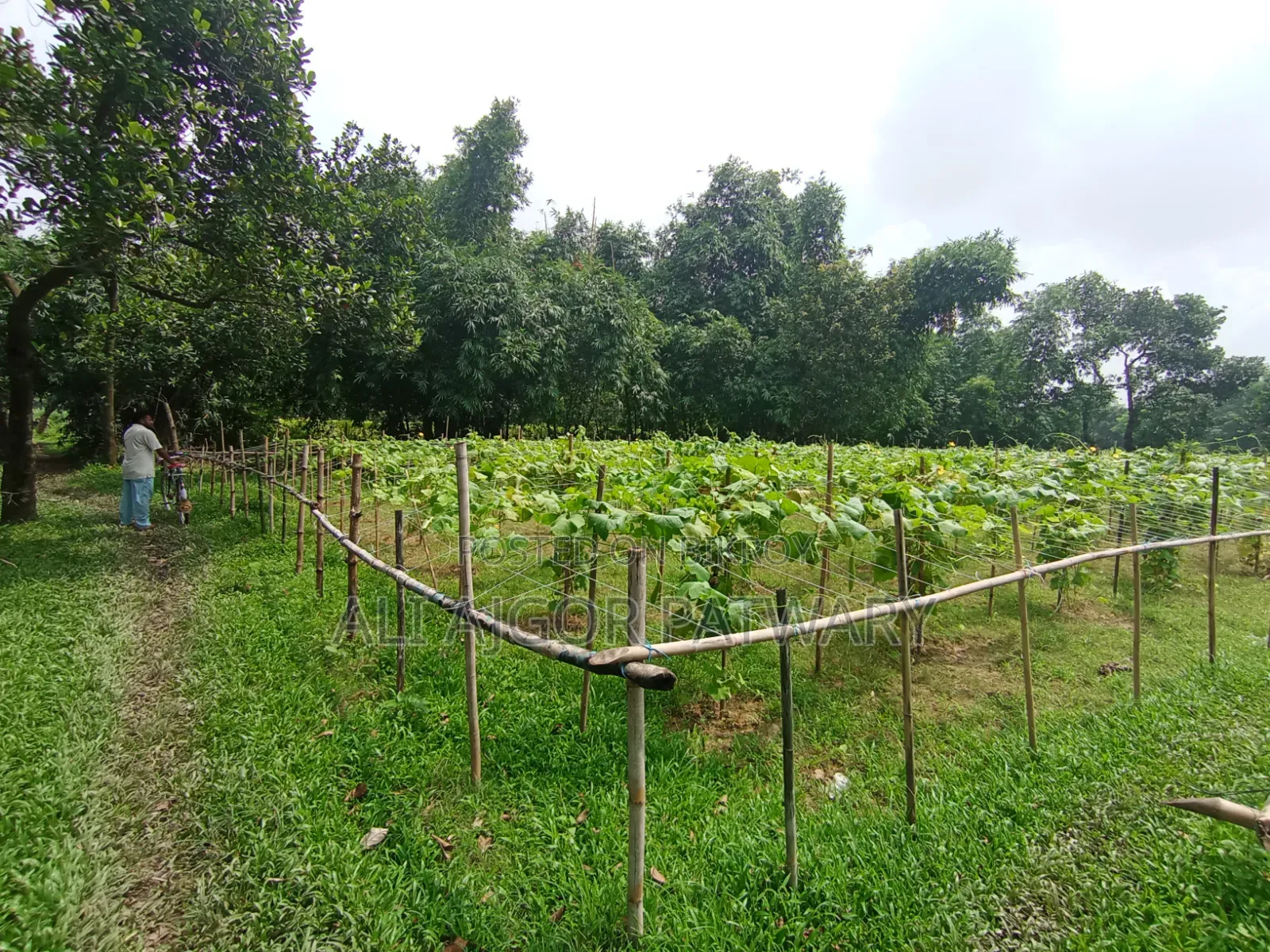 জমি বিক্রি হবে নামমাত্র মূল্যে ইমারজেন্সি
