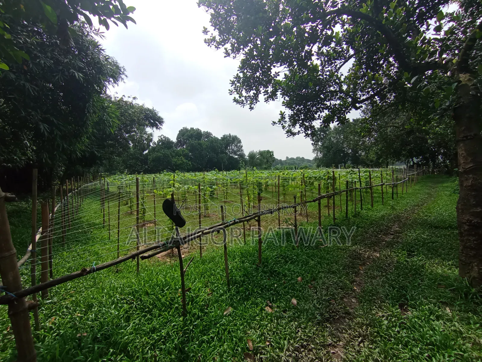 জমি বিক্রি হবে নামমাত্র মূল্যে ইমারজেন্সি