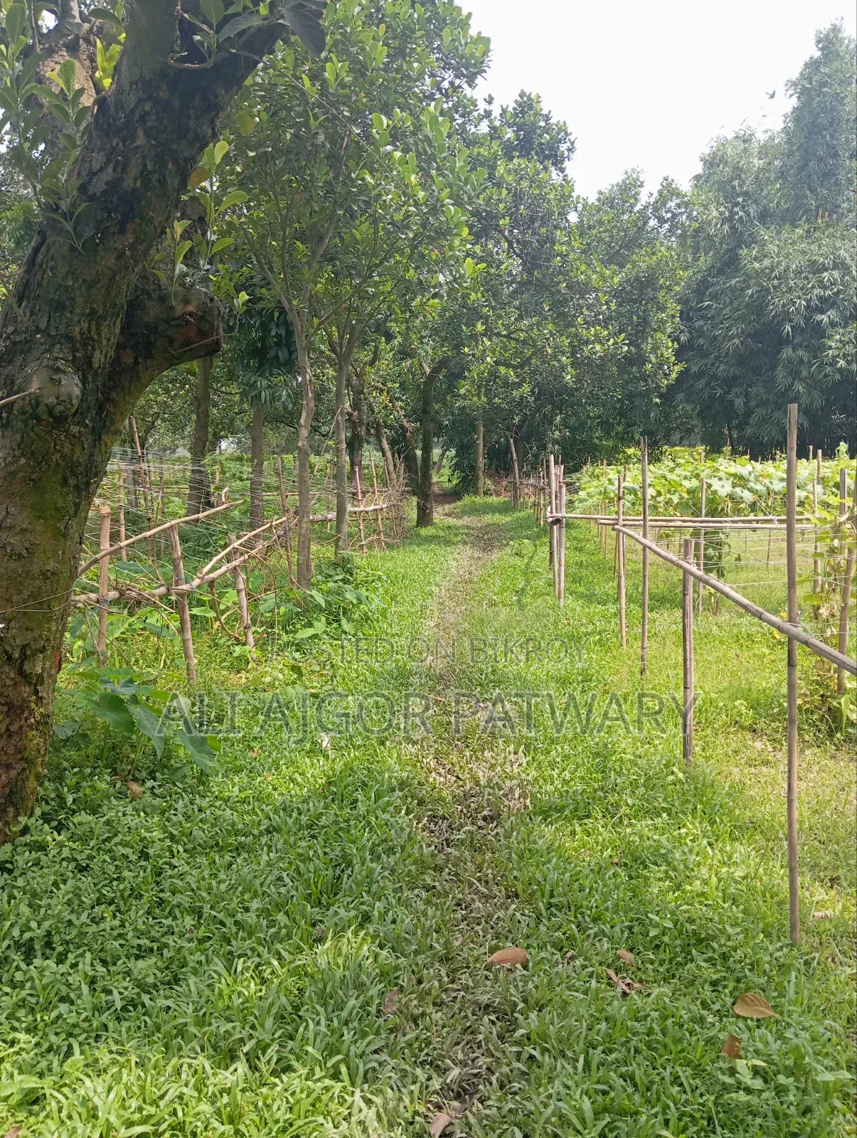 জমি বিক্রি হবে নামমাত্র মূল্যে ইমারজেন্সি