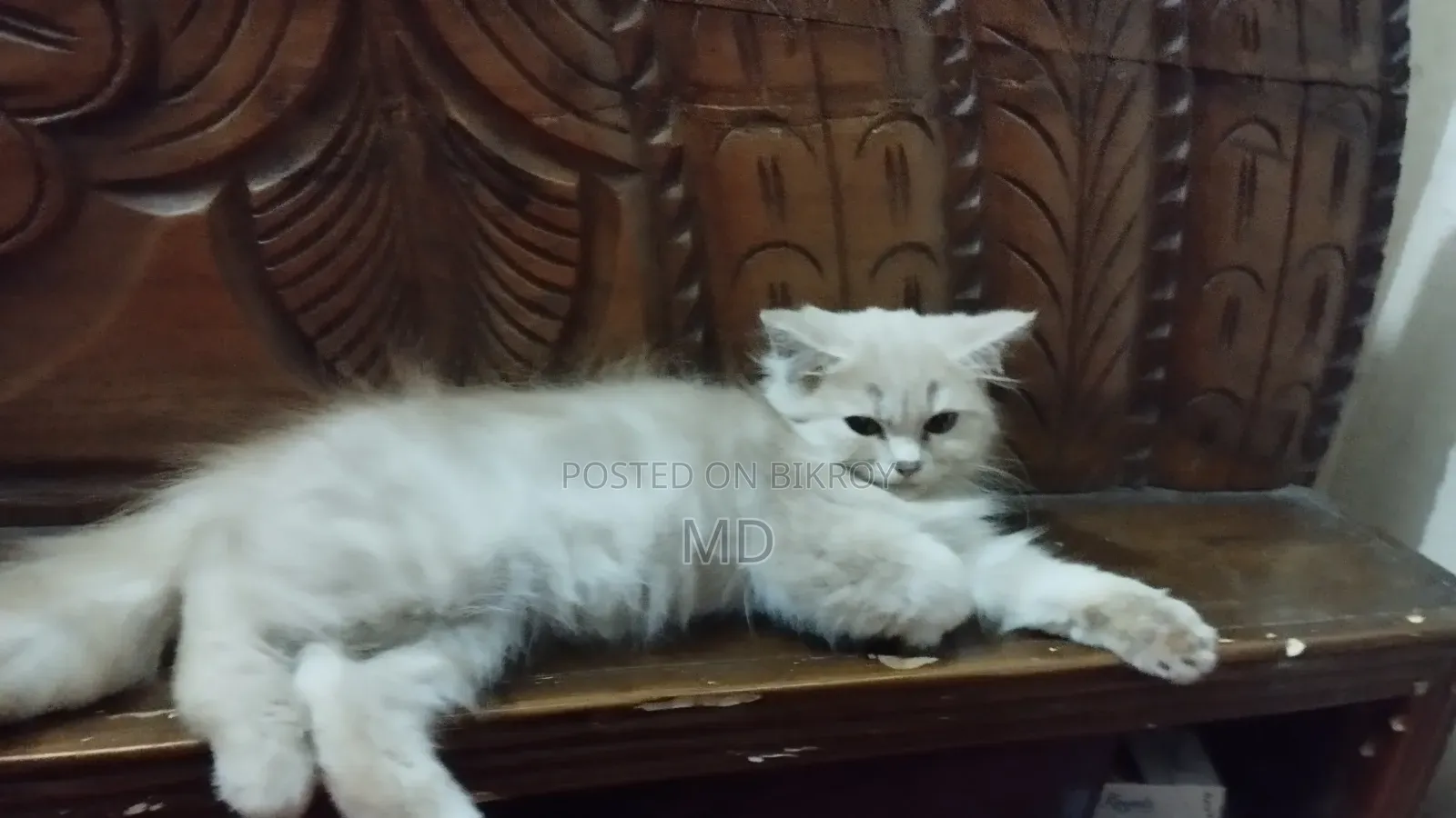 1-3 months Female Purebred Persian