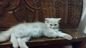 1-3 months Female Purebred Persian