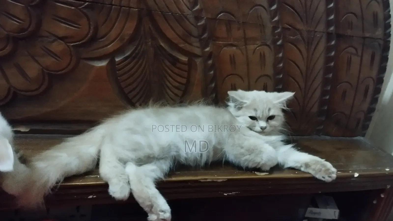 1-3 months Female Purebred Persian