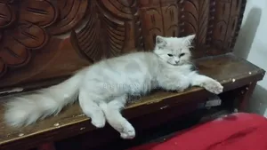 1-3 months Female Purebred Persian
