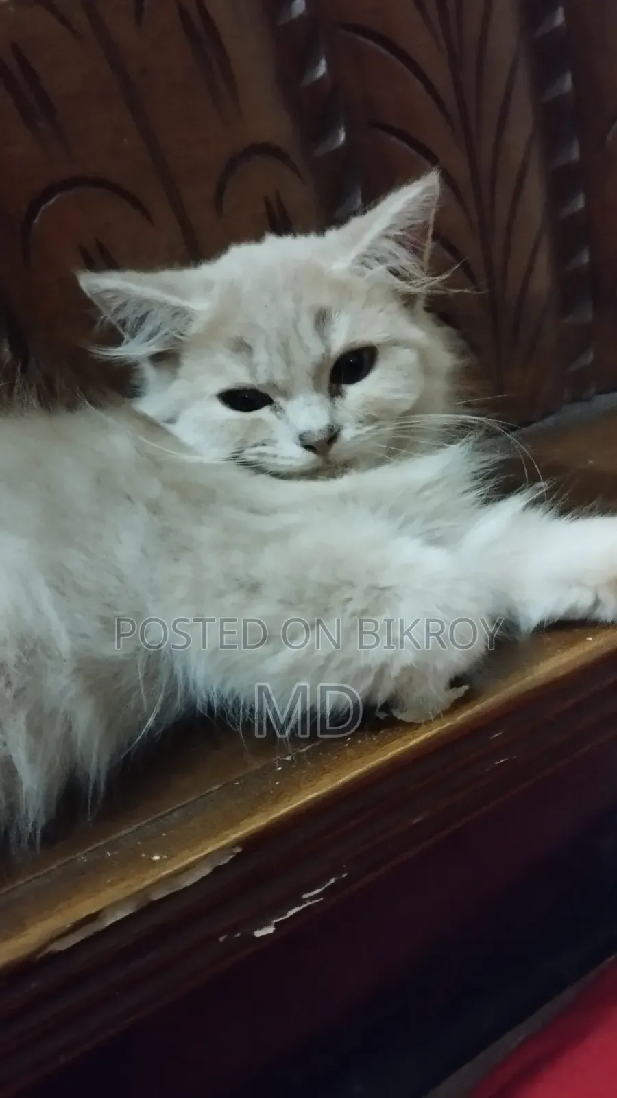 1-3 months Female Purebred Persian