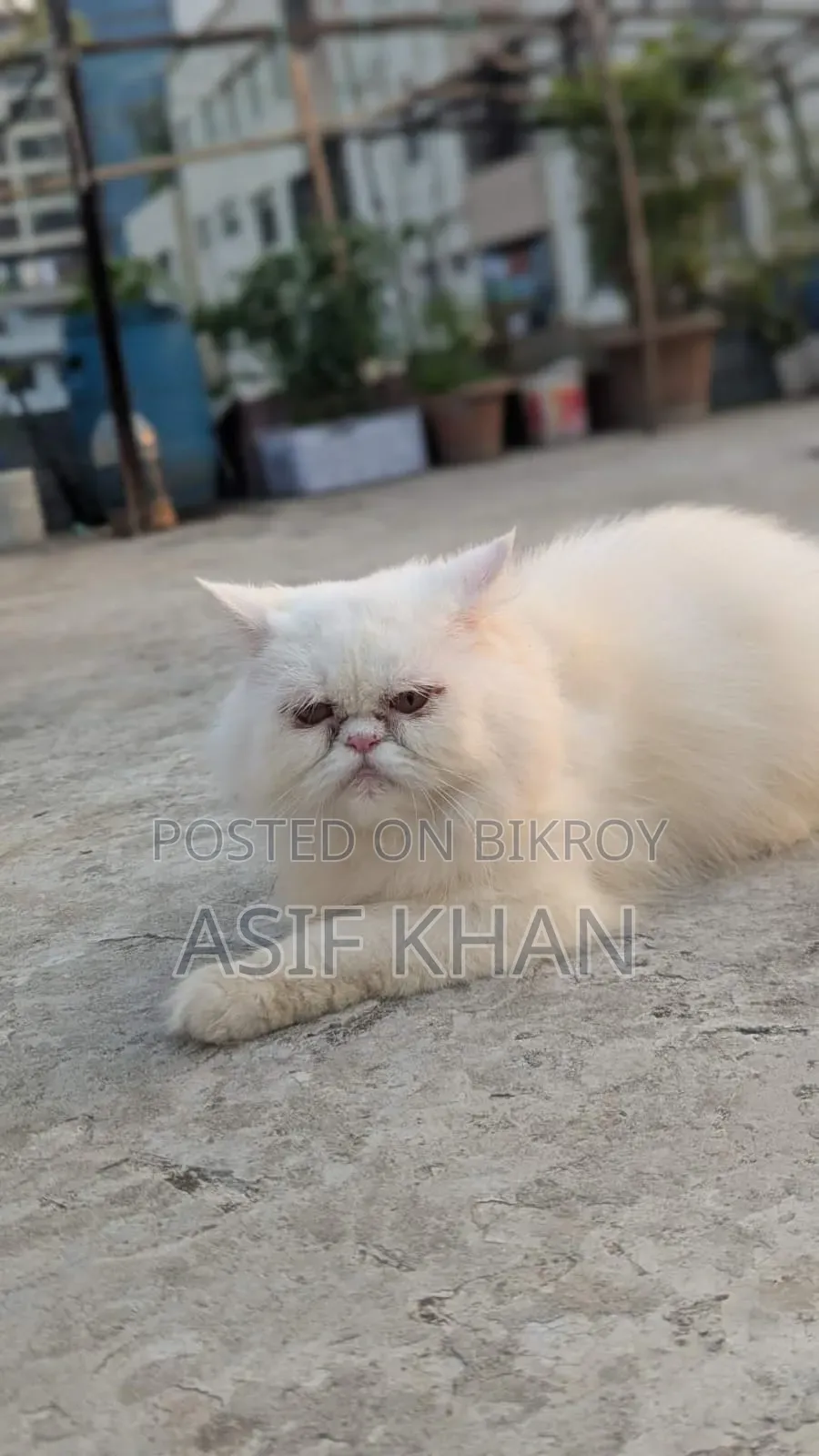 ১+ বছরের ফিমেল পিওরব্রেড পার্সিয়ান