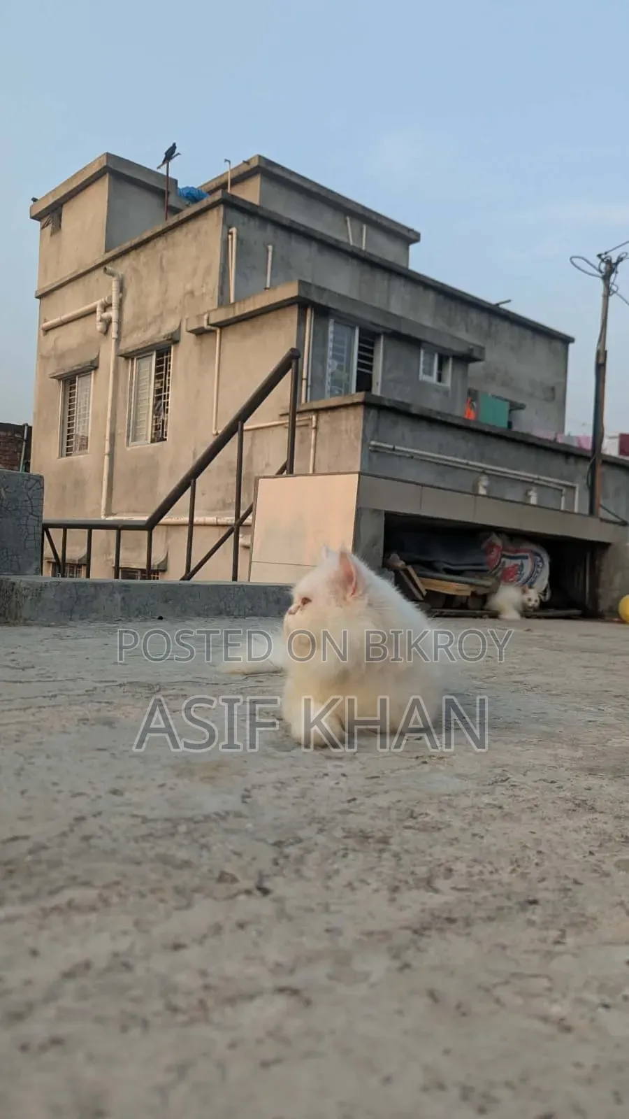 ১+ বছরের ফিমেল পিওরব্রেড পার্সিয়ান
