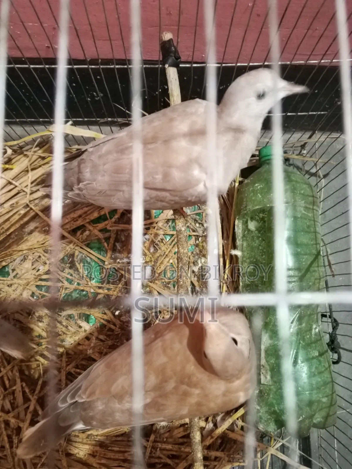 White Dove