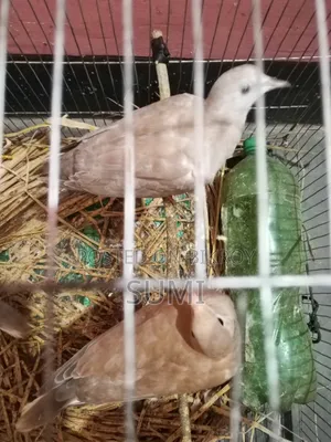 White Dove