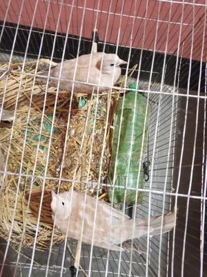 White Dove