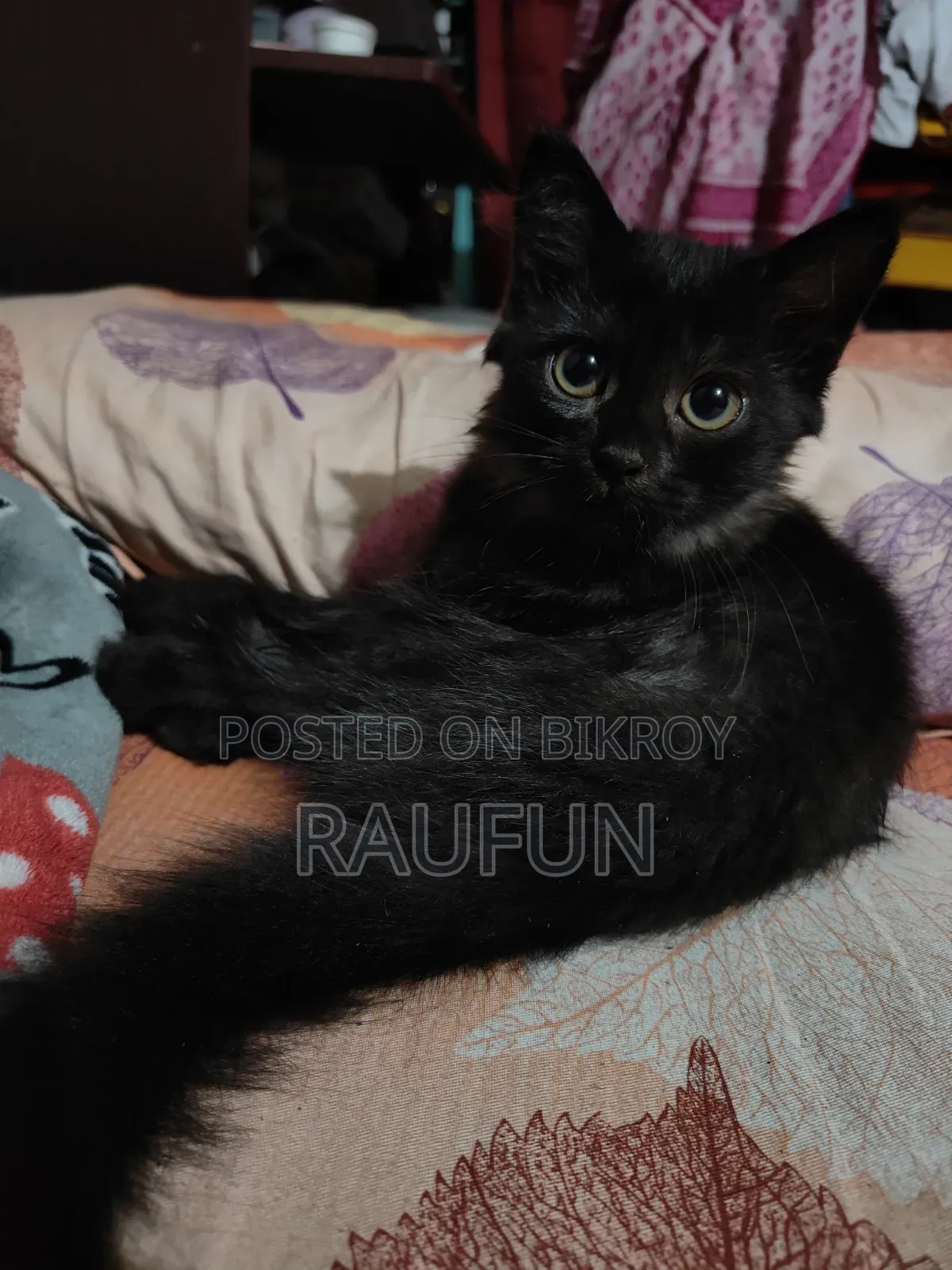 1-3 months Male Purebred Persian