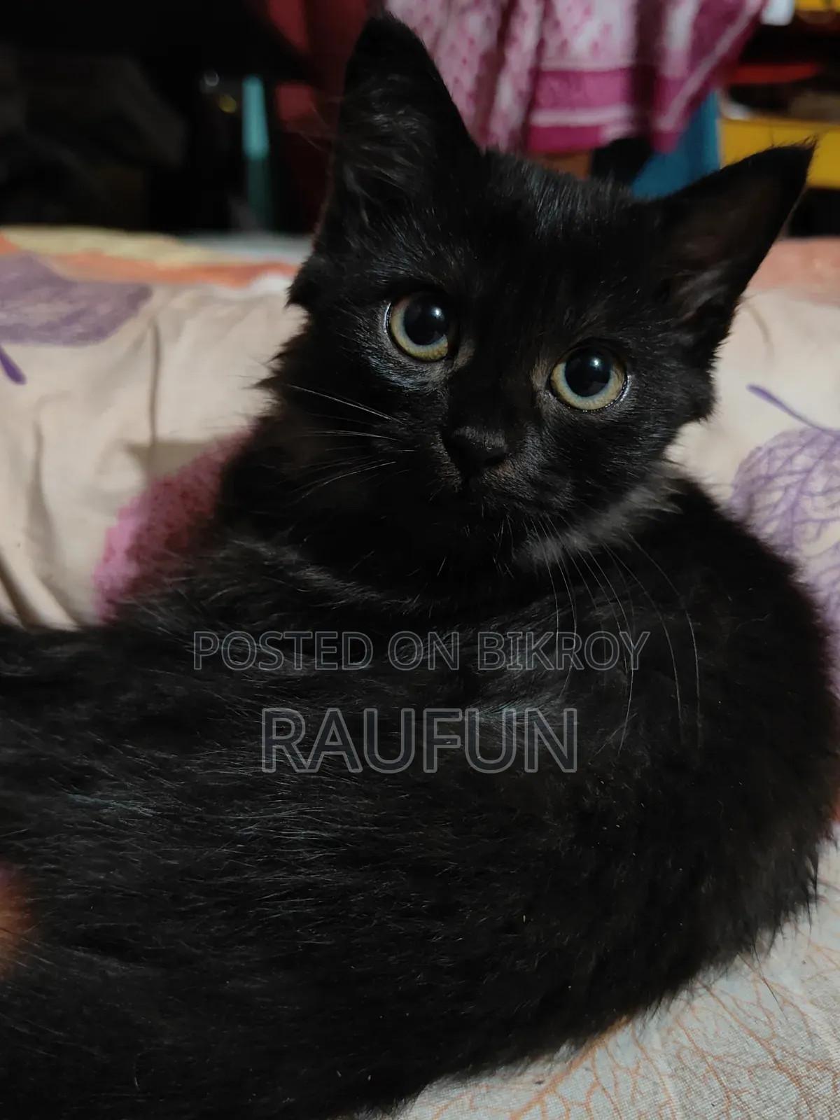 1-3 months Male Purebred Persian