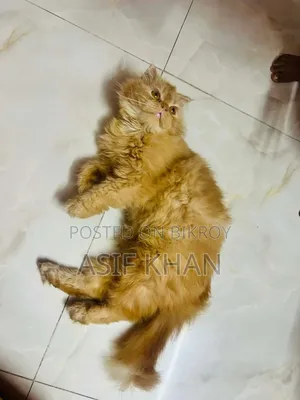 3-6 months Female Purebred Persian
