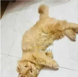 3-6 months Female Purebred Persian