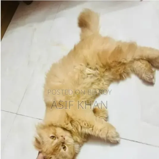 3-6 months Female Purebred Persian