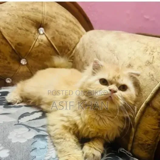 3-6 months Female Purebred Persian