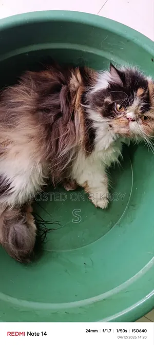 1+ Year Female Purebred Exotic