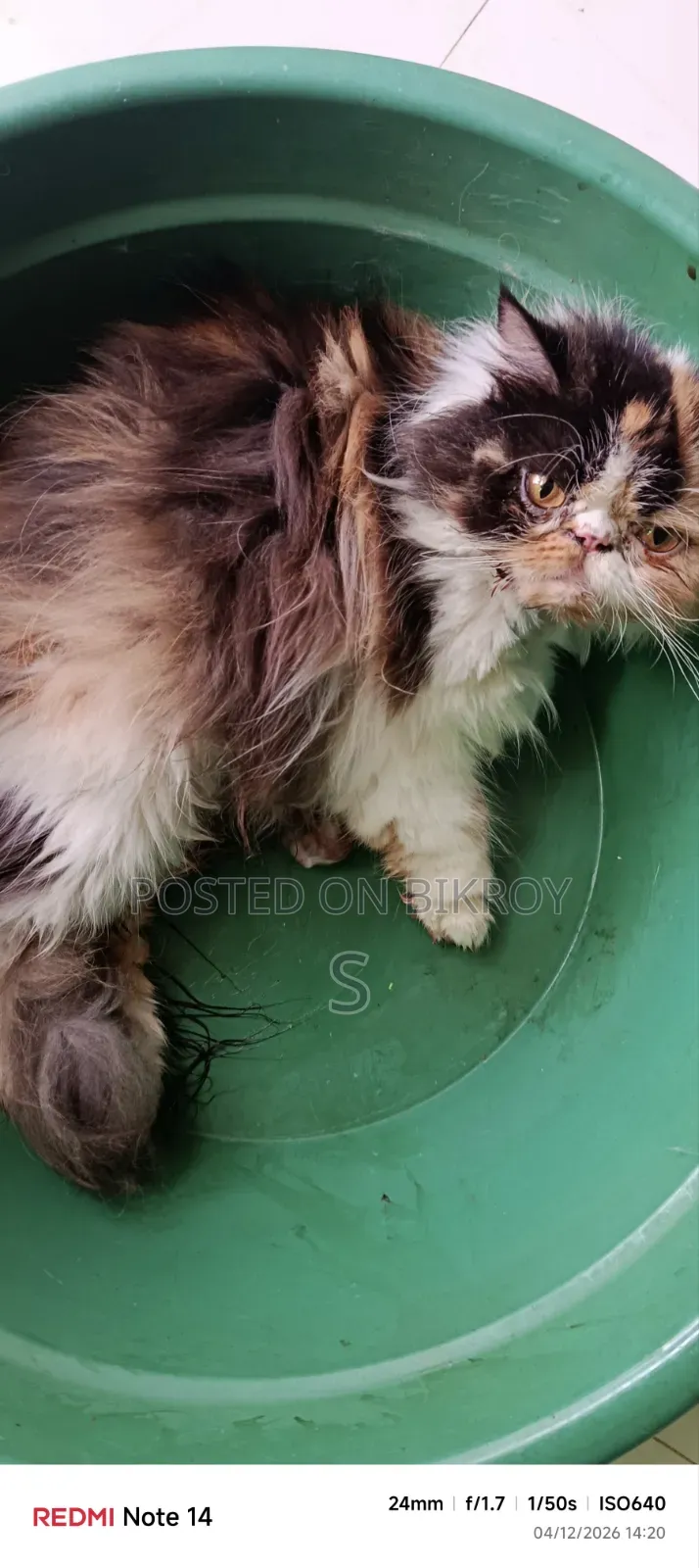 1+ Year Female Purebred Exotic