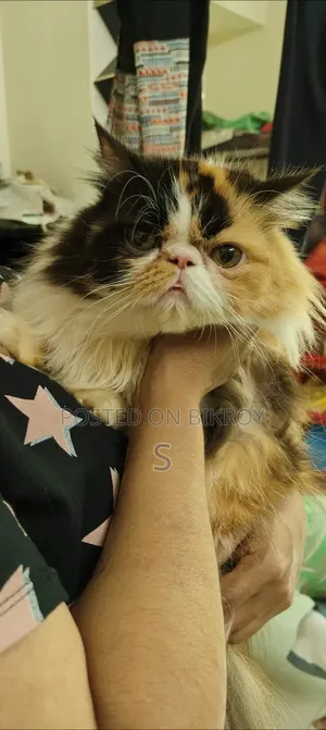 1+ Year Female Purebred Exotic