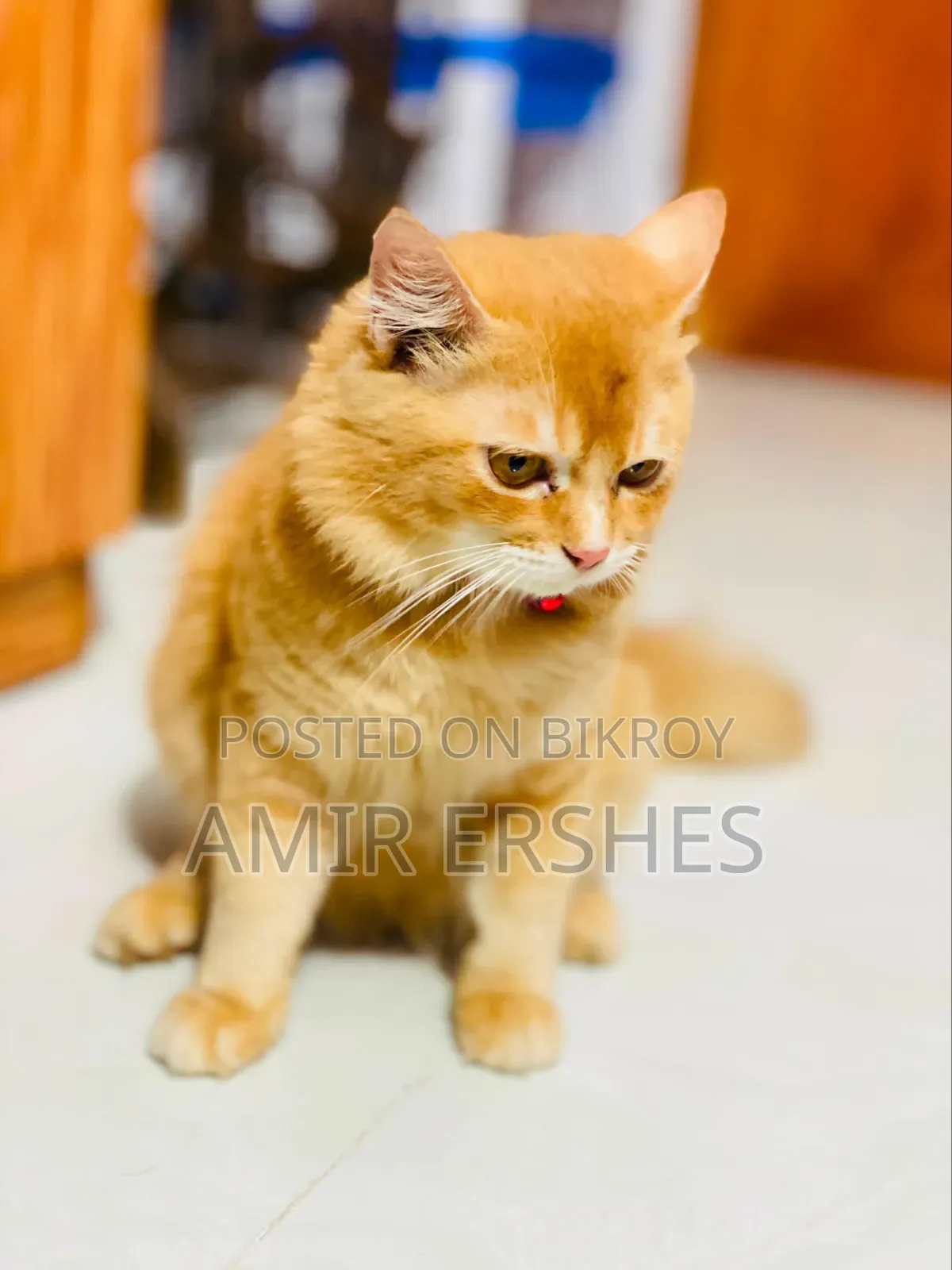 6-12 months Male Mixed Breed Persian