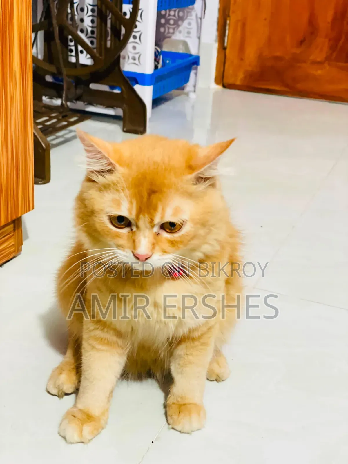 6-12 months Male Mixed Breed Persian