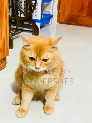 6-12 months Male Mixed Breed Persian