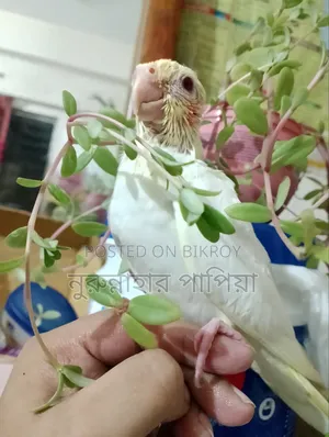 Tame Size Lutino Cockatiel Baby
