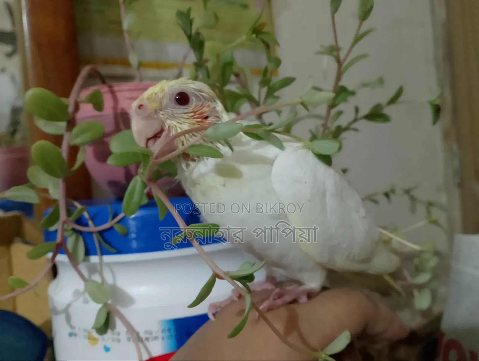 Tame Size Lutino Cockatiel Baby