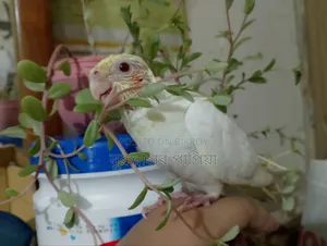 Tame Size Lutino Cockatiel Baby