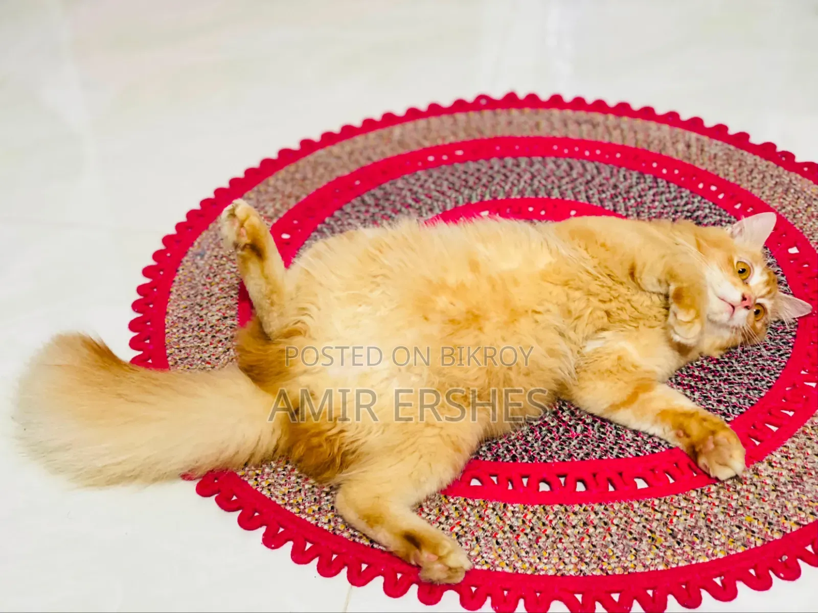 6-12 months Male Mixed Breed Persian