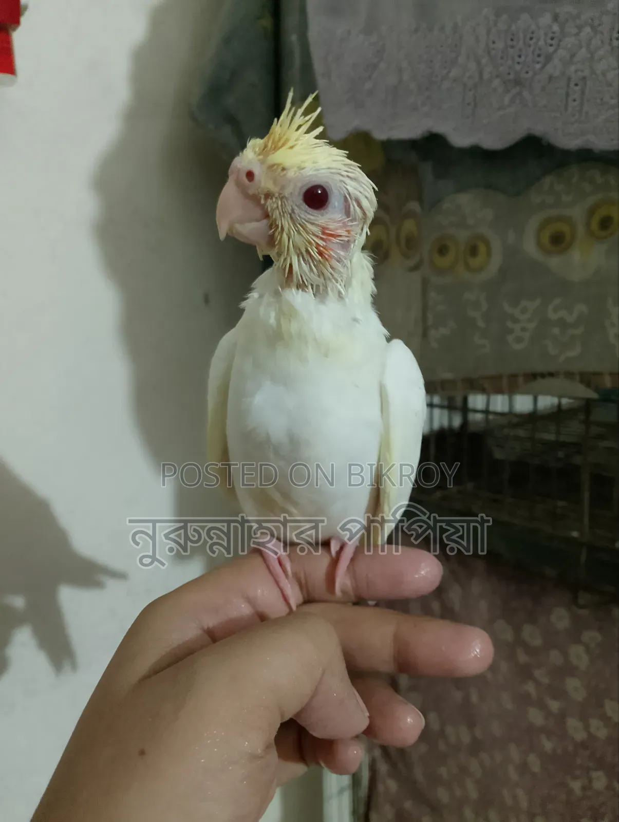 Tame Size Lutino Cockatiel Baby