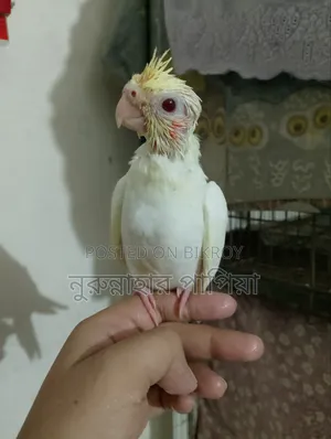 Tame Size Lutino Cockatiel Baby