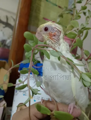 Tame Size Lutino Cockatiel Baby