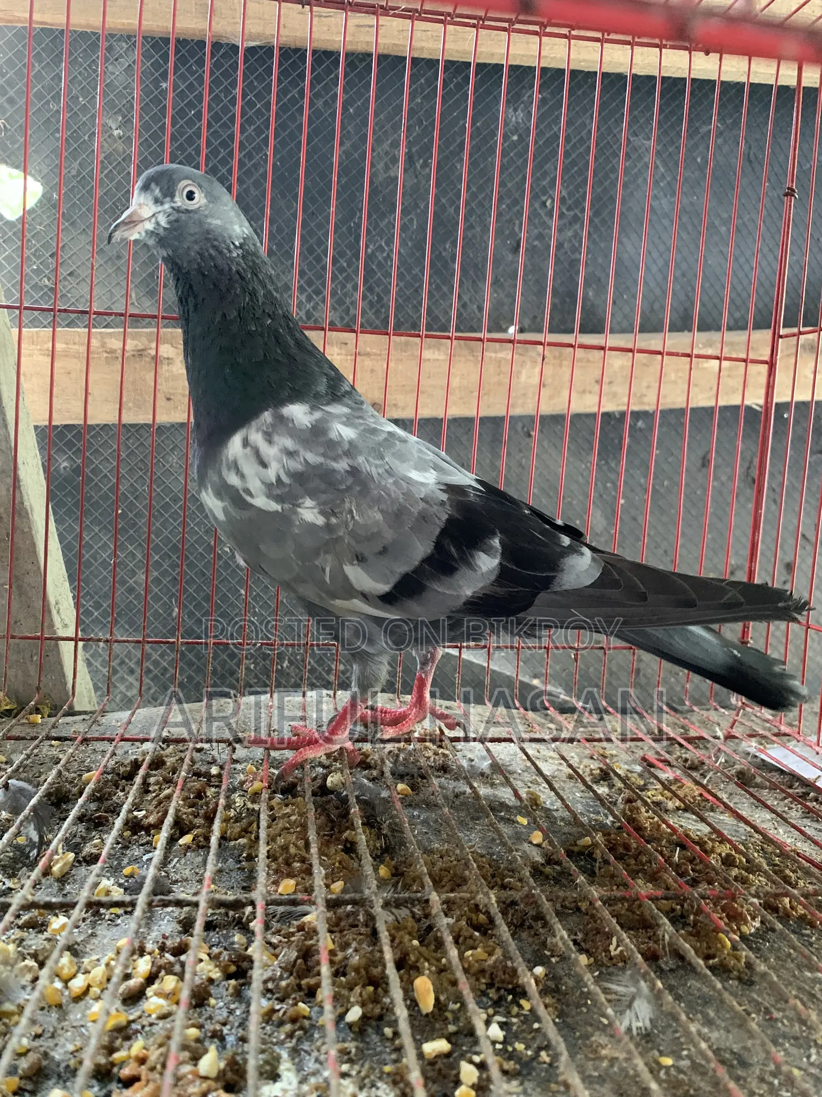 গিরিবাজ Kobutir.
