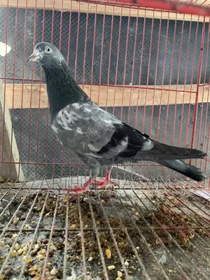 গিরিবাজ Kobutir.