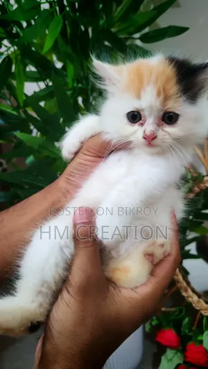 1-3 Months Female Purebred Persian
