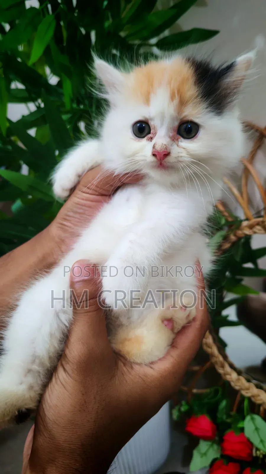 1-3 Months Female Purebred Persian