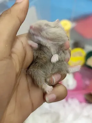 Teddyface Dwarf Hamster 3 Months Old