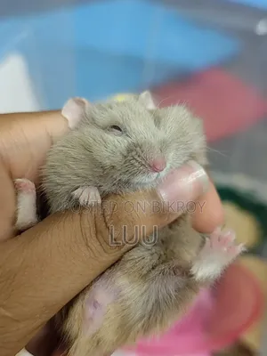 Teddyface Dwarf Hamster 3 Months Old
