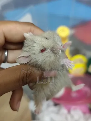 Teddyface Dwarf Hamster 3 Months Old