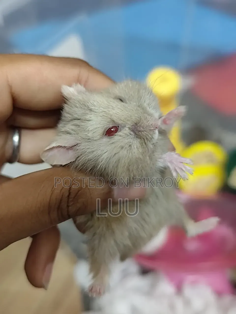Teddyface Dwarf Hamster 3 Months Old