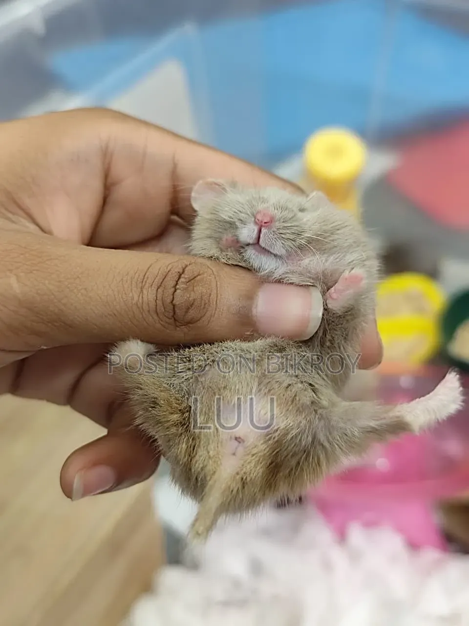 Teddyface Dwarf Hamster 3 Months Old