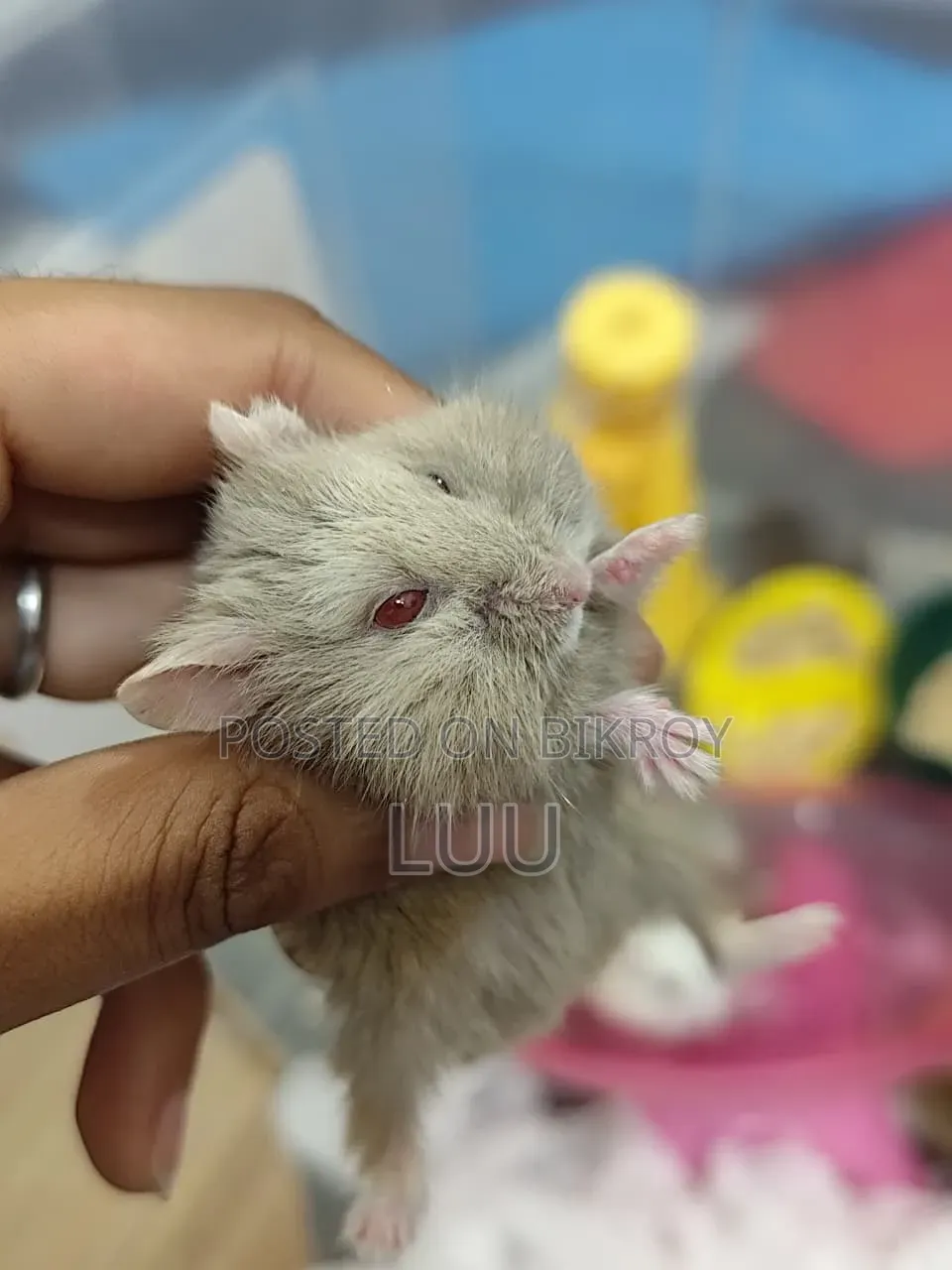 Teddyface Dwarf Hamster 3 Months Old