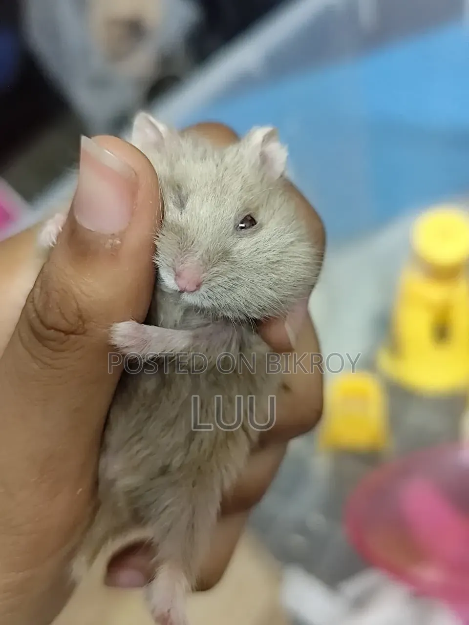 Teddyface Dwarf Hamster 3 Months Old