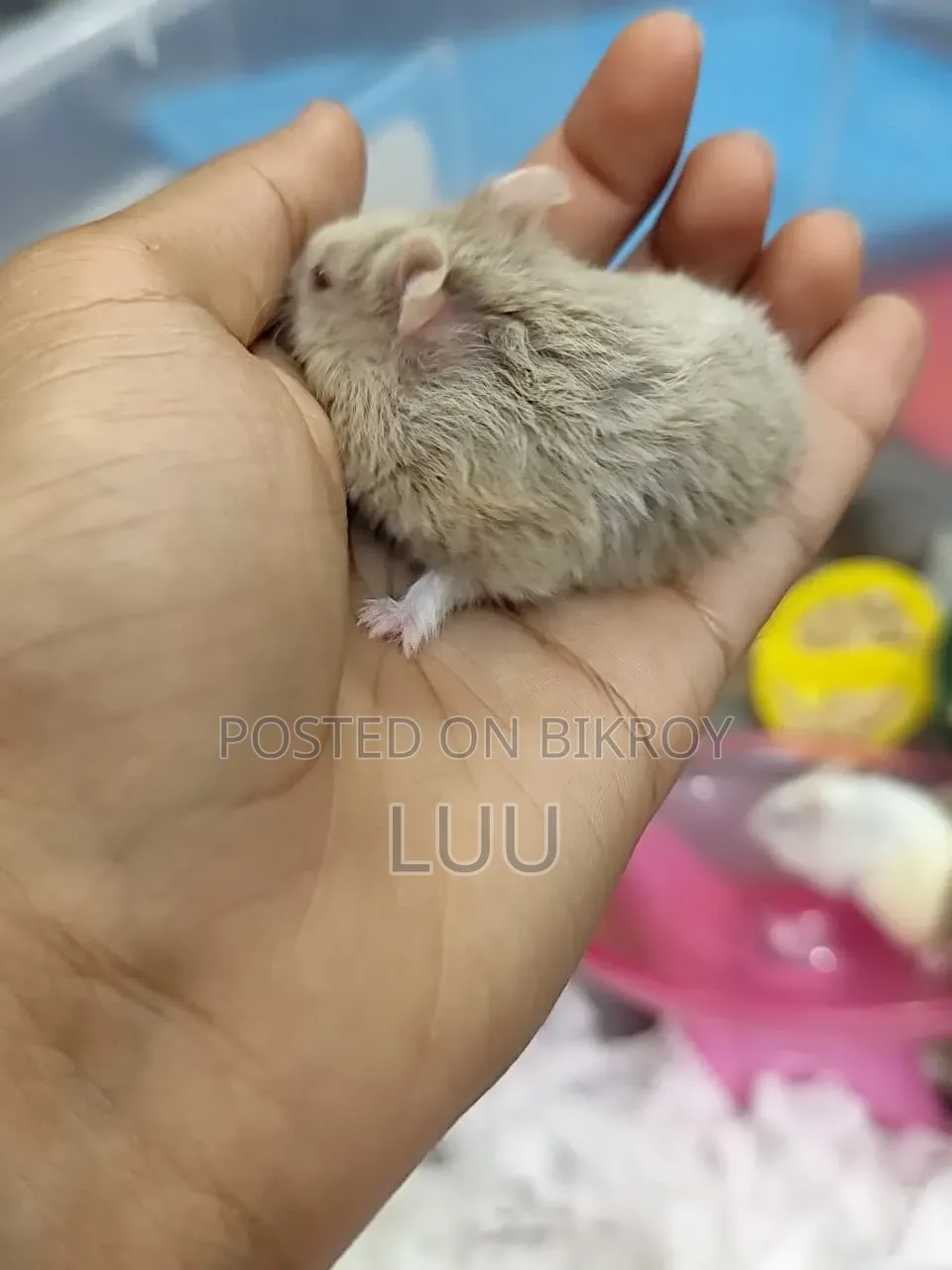 Teddyface Dwarf Hamster 3 Months Old