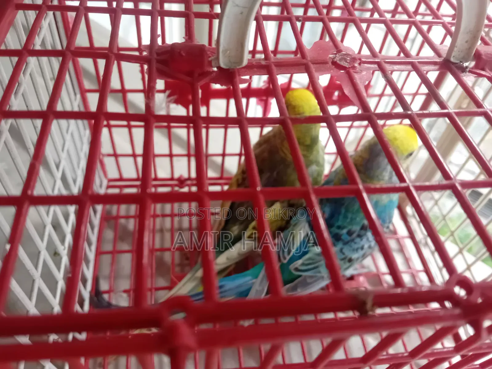 Budgies Bird