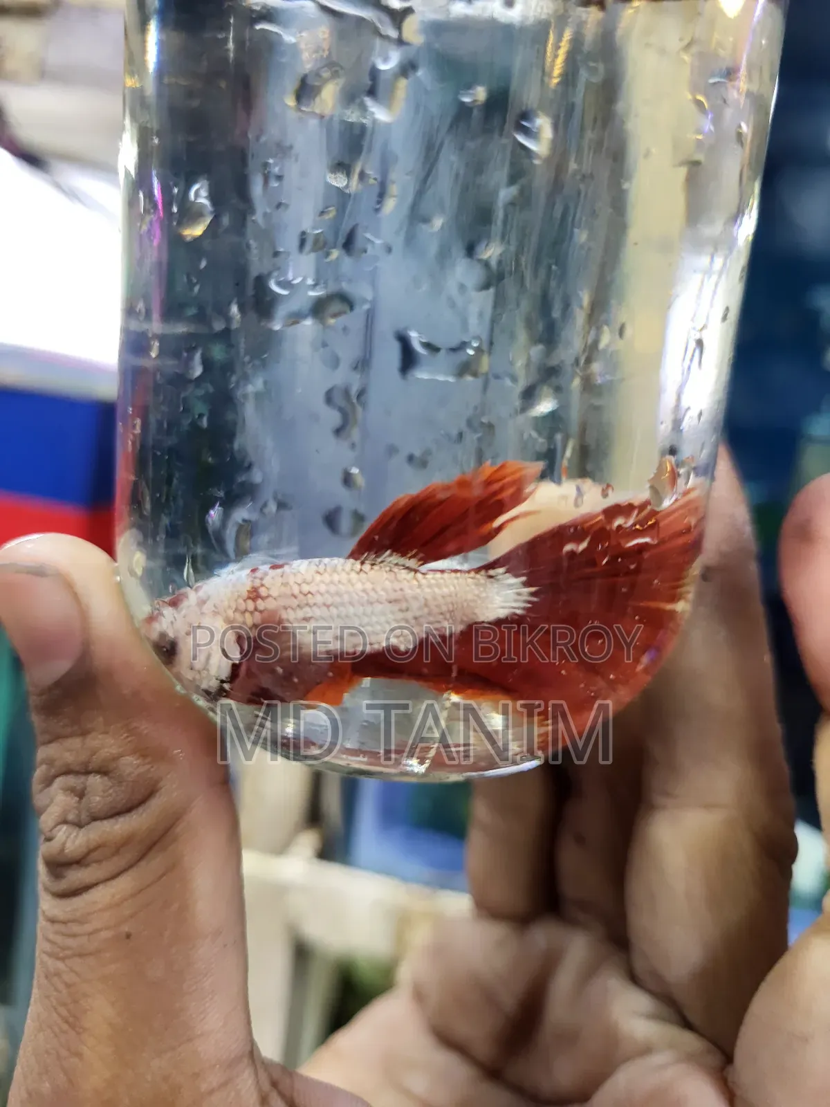 অ্যাকোয়ারিয়াম অ্যাক্সেসরিজ