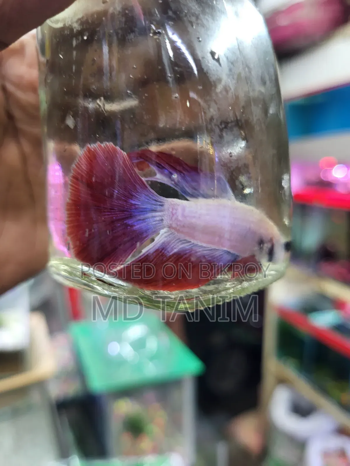 অ্যাকোয়ারিয়াম অ্যাক্সেসরিজ