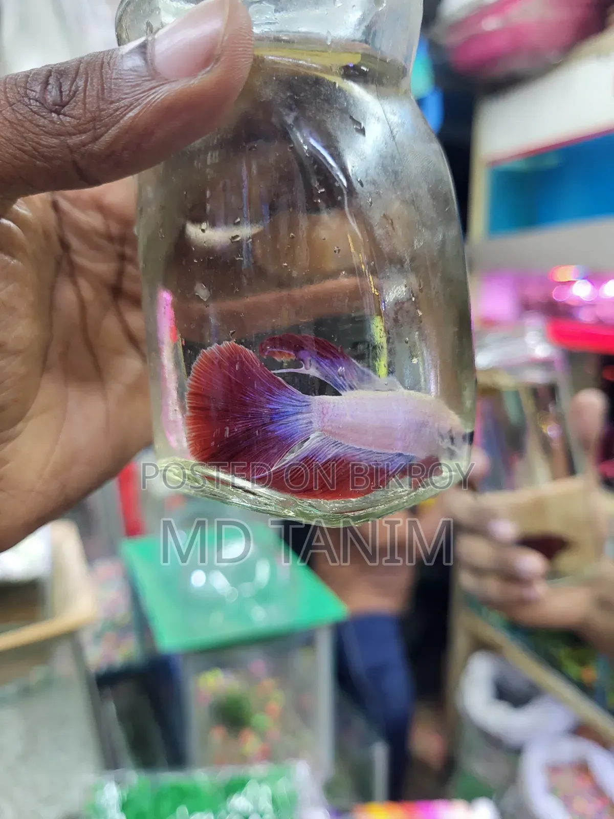 অ্যাকোয়ারিয়াম অ্যাক্সেসরিজ