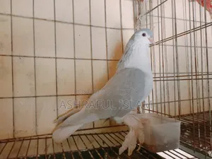 Siraji Male Running